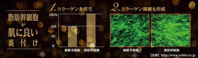 脂肪幹細胞が肌にいい裏付け