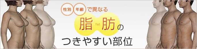 性別・年齢で異なる脂肪がつきやすい部位