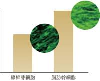 唇の脂肪注入の魅力（持続期間が長期的）