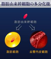 脂肪由来幹細胞の多分化能
