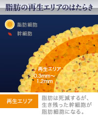 脂肪豊胸の注入脂肪に含まれる幹細胞が活動するエリア