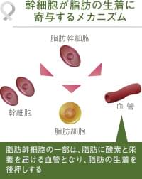 脂肪幹細胞が脂肪の定着に寄与できる背景