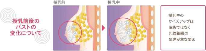 授乳前後の乳腺とバストの変化