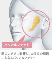 顔の大きさ・たるみの原因になるバッカルファット