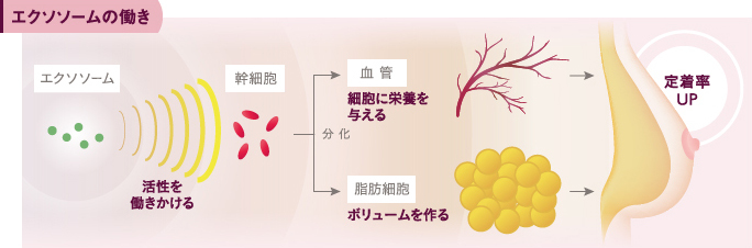 エクソソームの働き