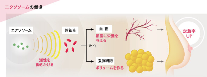 エクソソームの働き