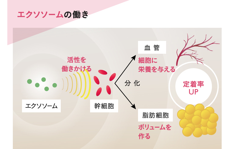 バストアップサプリに効果はアリ ナシ ドクターが検証 美容外科の医師監修コラム