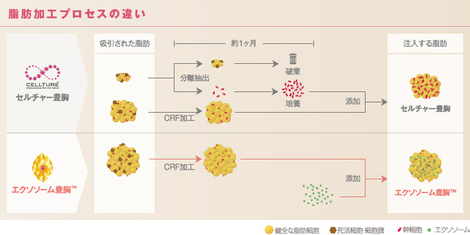 脂肪加工プロセスの違い