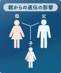 遺伝が及ぼすバストへの影響