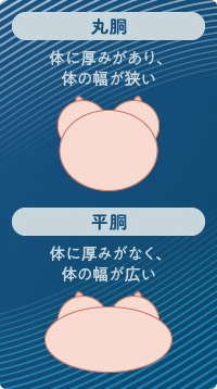 平胴・丸胴とバストの関係