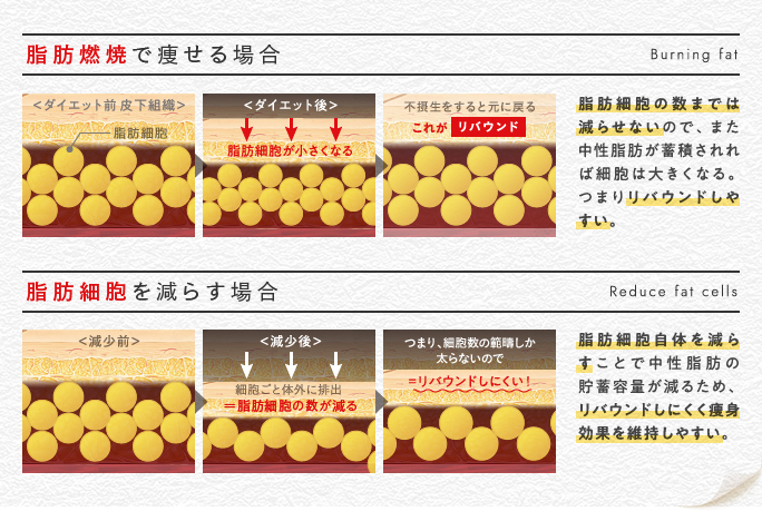 脂肪燃焼で痩せる場合と脂肪細胞を減らす場合の図説