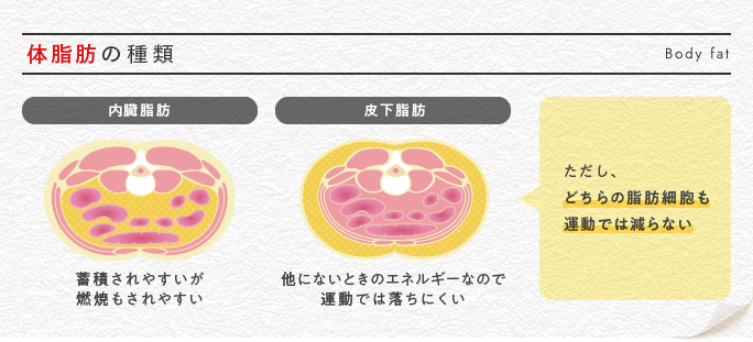 肥満のタイプ（内臓脂肪型肥満と皮下脂肪型肥満の比較）