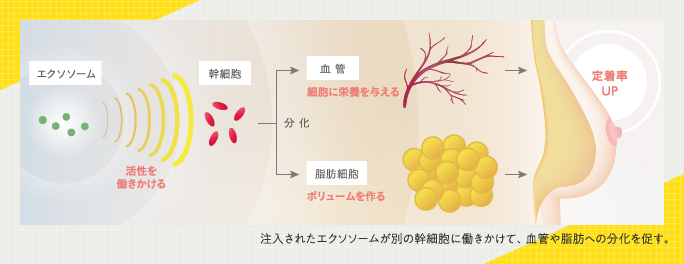 エクソソームが定着アップさせるメカニズム説明