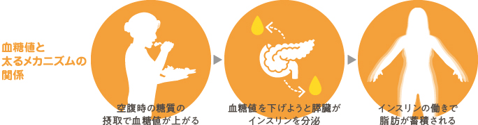 血糖値が上がると太るメカニズム