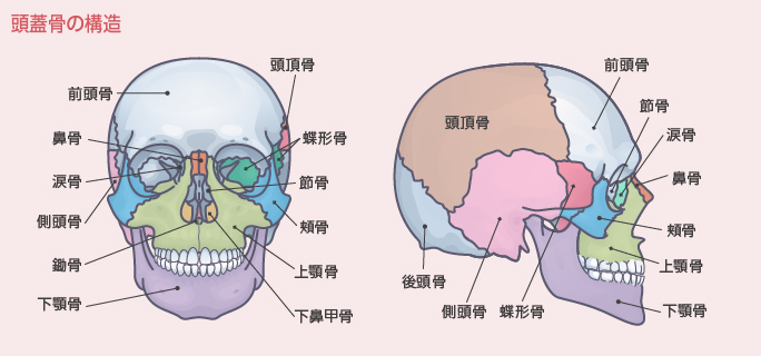 顔の大きさに影響する骨格の構造