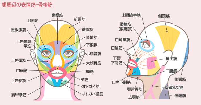顔周辺の表情筋と骨格筋