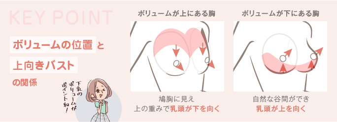 バスト上部にボリュームがあると重さで乳頭が下向きに、逆にバスト下部にボリュームがあると支えとなり乳頭が上を向くという、バストのボリュームの位置と上向きシルエットの関係