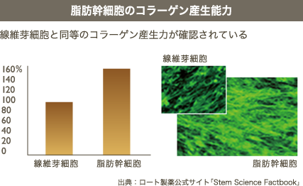 脂肪幹細胞のコラーゲン産生能力
