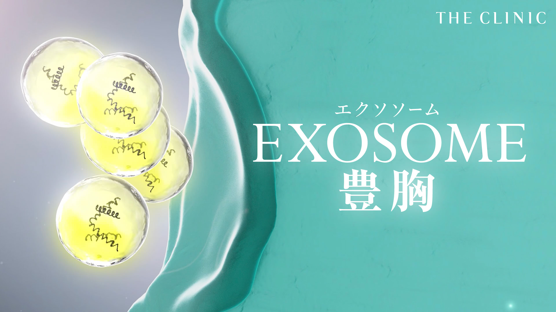 エクソザステム フェイス ボディ クリーム 脂肪燃焼 エクソ