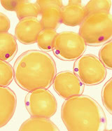 脂肪細胞のイラスト