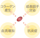 コラーゲン産生 / 成長因子分泌 / 血流増加 / 抗炎症