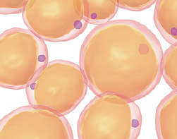 脂肪細胞のイラスト