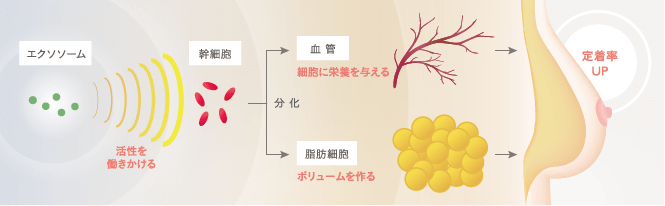 注入されたエクソソームが別の幹細胞に働きかけて、血管や脂肪への分化を促す。
