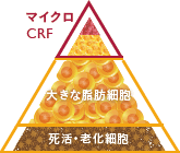 マイクロCRF / 大きな脂肪細胞 / 死活・老化細胞