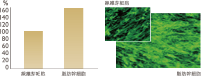 線維芽細胞 / 脂肪幹細胞