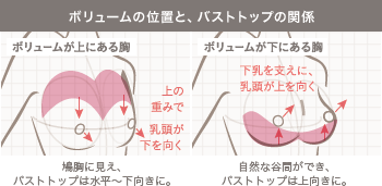 ボリュームの位置とバストトップの関係（上にある胸と下にある胸の比較図）