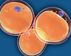 クリーンな脂肪を注入 / 感染症のリスクヘッジ / 短時間で脂肪を加工