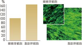 脂肪幹細胞のコラーゲン産生能力