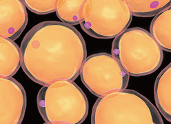 幹細胞のイメージ