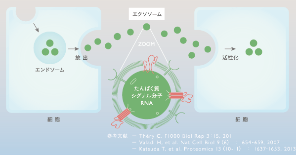 エクソソーム（EXOSOME）の働き