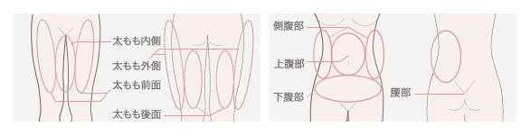 脂肪吸引の部位の分け方（太もも・お腹）