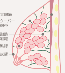 大胸筋 / クーパー靭帯 / 脂肪組織 / 乳腺 / 皮膚