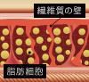 繊維質の壁/脂肪細胞