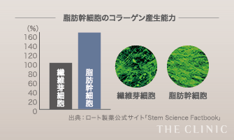 脂肪幹細胞のコラーゲン産生能力