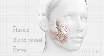 Muscle / Blood vessel / Nerve