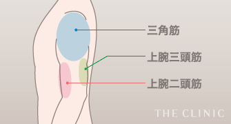 三角筋 / 上腕三頭筋 / 上腕二頭筋