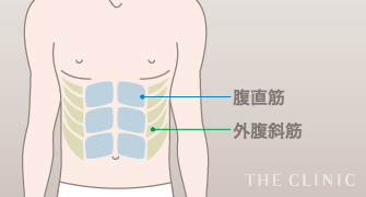 腹直筋 / 外腹斜筋